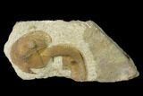 Inflated Declivolithus Trilobite - Mecissi, Morocco #141887-1